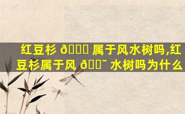 红豆杉 🕊 属于风水树吗,红豆杉属于风 🐯 水树吗为什么